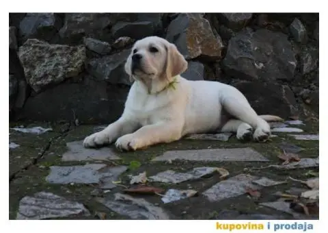 Labrador Retriver TOP PONUDA - 1/9