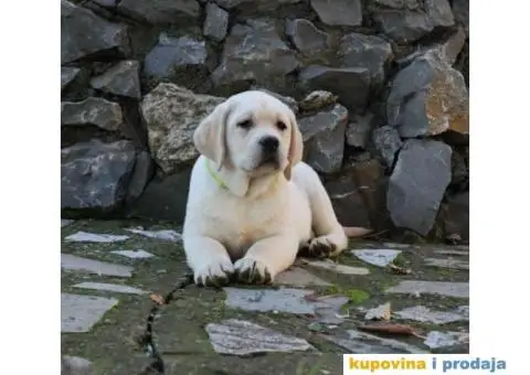 Labrador Retriver TOP PONUDA - 2/9