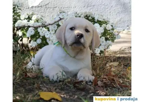 Labrador Retriver TOP PONUDA - 4/9