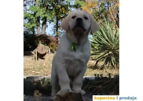 Labrador Retriver TOP PONUDA - 6/9