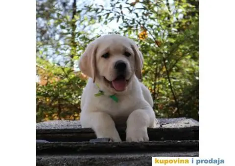Labrador Retriver TOP PONUDA - 7/9