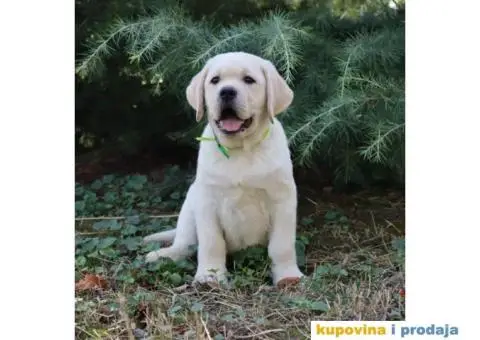 Labrador Retriver TOP PONUDA - 8/9