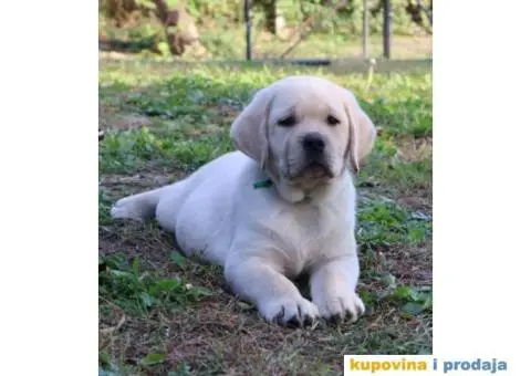 Labrador Retriver TOP PONUDA - 9/9