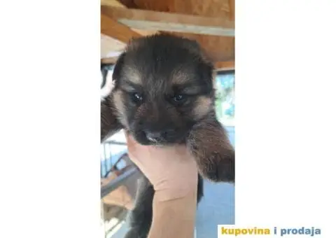 Nemački ovčar štenci - 1/4