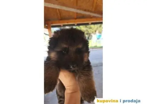 Nemački ovčar štenci - 2/4