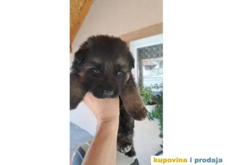 Nemački ovčar štenci - 3/4