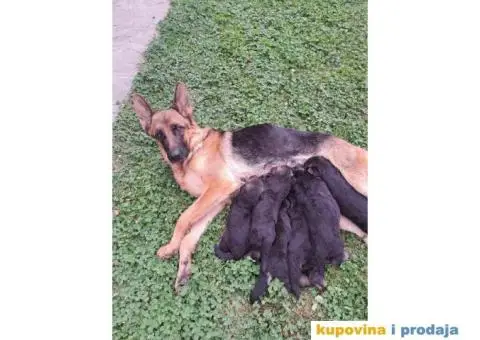 Nemački ovčar štenci - 4/4