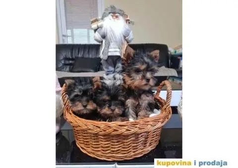 Mini JORKSIRSKI TERIERI spremni za preuzimanje - 1/6