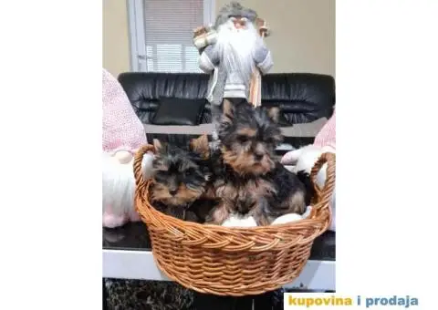 Mini JORKSIRSKI TERIERI spremni za preuzimanje - 2/6