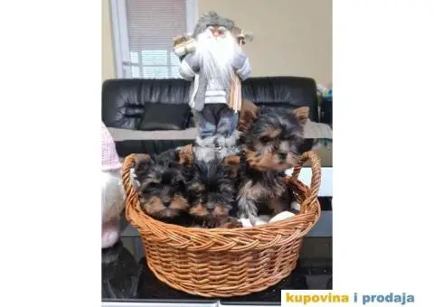 Mini JORKSIRSKI TERIERI spremni za preuzimanje - 3/6