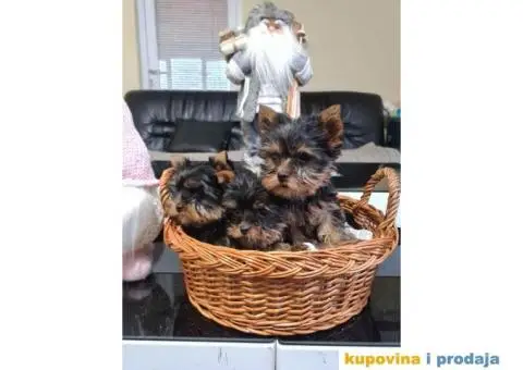 Mini JORKSIRSKI TERIERI spremni za preuzimanje - 4/6