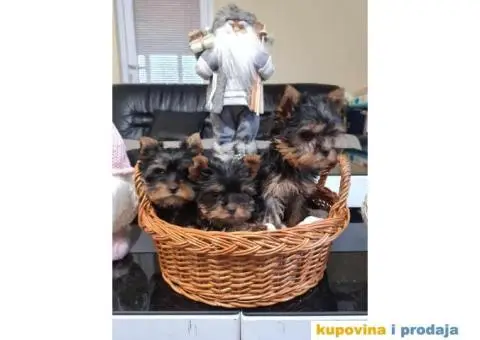 Mini JORKSIRSKI TERIERI spremni za preuzimanje - 5/6