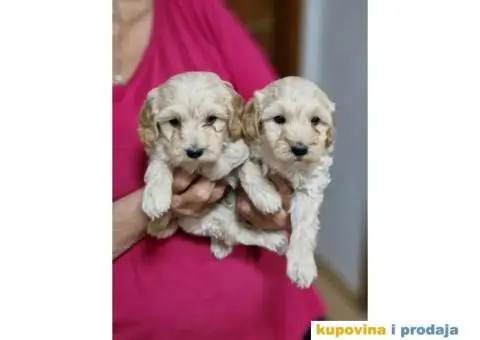 Mini JORKSIRSKI TERIERI spremni za preuzimanje - 6/6