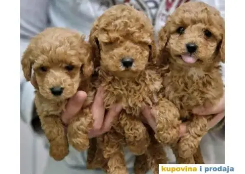 Preslatki stenci TOY PUDLE, spremni su za preuzimanje - 1/3