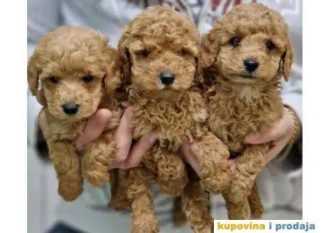 Preslatki stenci TOY PUDLE, spremni su za preuzimanje - 2/3