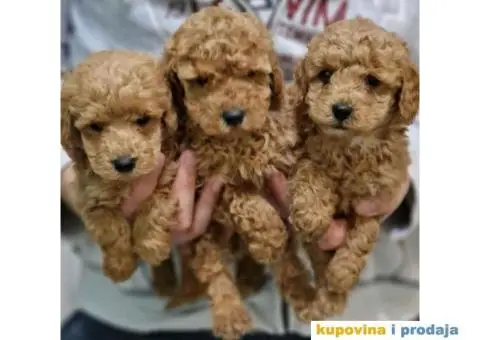 Preslatki stenci TOY PUDLE, spremni su za preuzimanje - 3/3