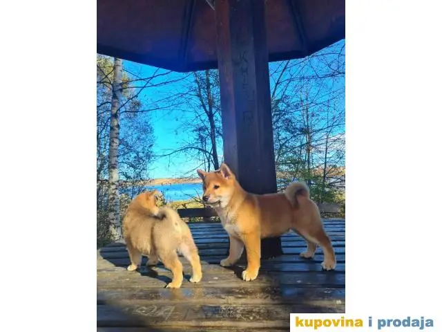 TOP Shiba inu stenci - 1