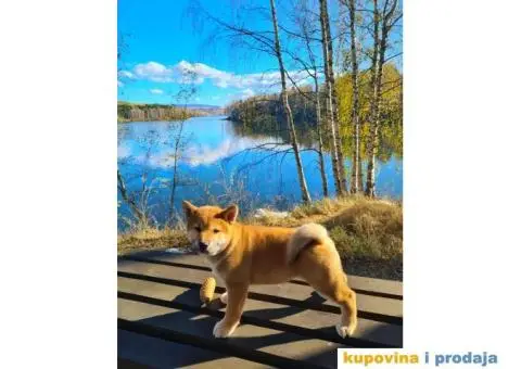 TOP Shiba inu stenci - 2/8