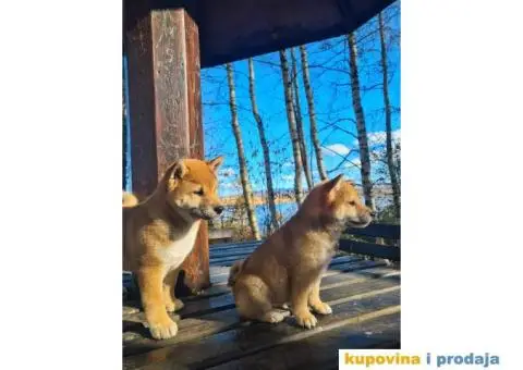 TOP Shiba inu stenci - 3/8