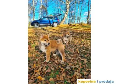 TOP Shiba inu stenci - 4/8