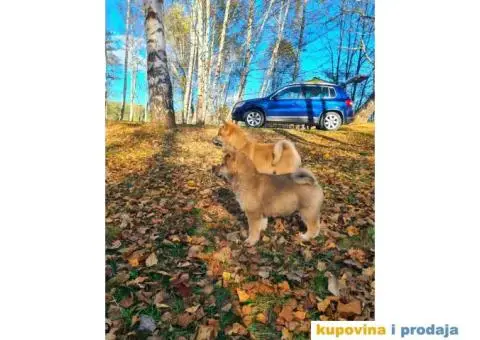 TOP Shiba inu stenci - 5/8