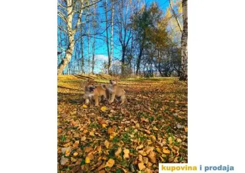 TOP Shiba inu stenci - 6/8