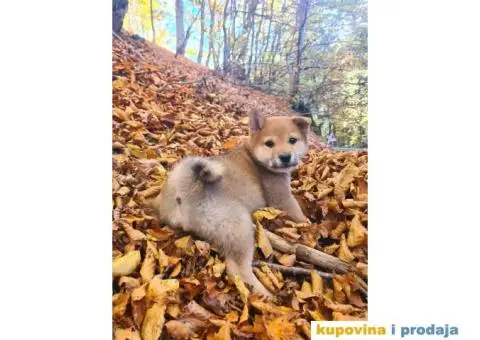 TOP Shiba inu stenci - 7/8