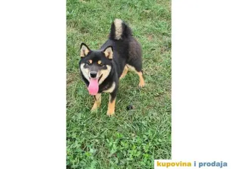 TOP Shiba inu stenci - 8/8