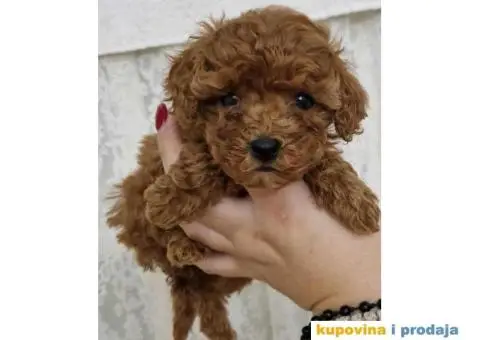 Pudle TOY crvene i aprikot spremne za preuzimanje. - 1/5