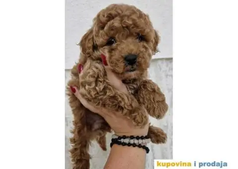 Pudle TOY crvene i aprikot spremne za preuzimanje. - 2/5