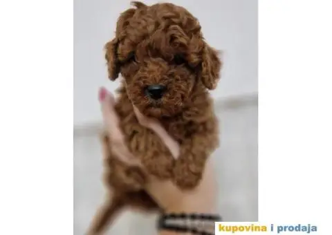 Pudle TOY crvene i aprikot spremne za preuzimanje. - 3/5