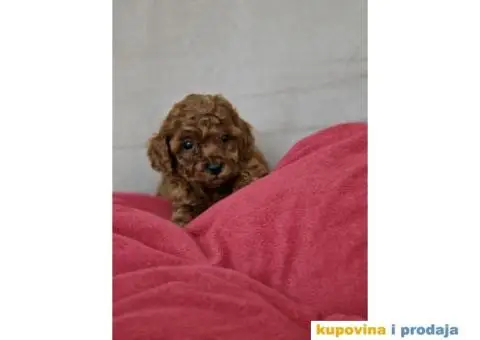 Pudle TOY crvene i aprikot spremne za preuzimanje. - 4/5