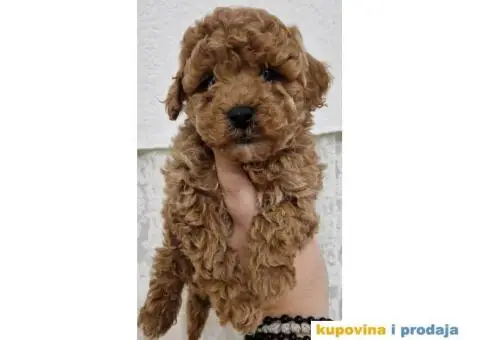 Pudle TOY crvene i aprikot spremne za preuzimanje. - 5/5