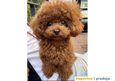 Toy Crvene PUDLE štenci - 1/4