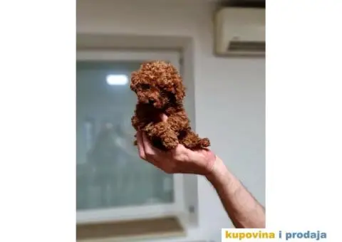 Toy Crvene PUDLE štenci - 2/4