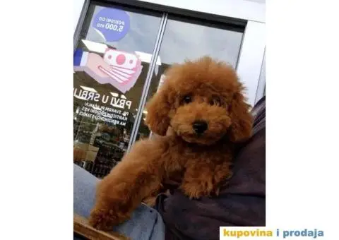 Toy Crvene PUDLE štenci - 3/4