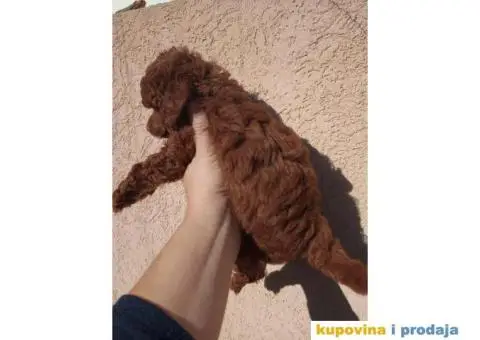 Toy Crvene PUDLE štenci - 4/4