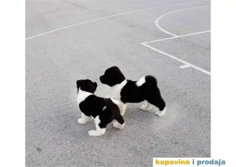 TOP TOP Američka Akita stenci - 1/7