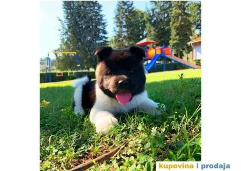 TOP TOP Američka Akita stenci - 2/7