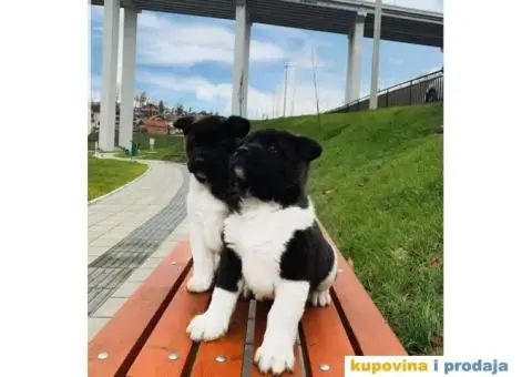 TOP TOP Američka Akita stenci - 3/7