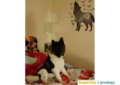 TOP TOP Američka Akita stenci - 4/7