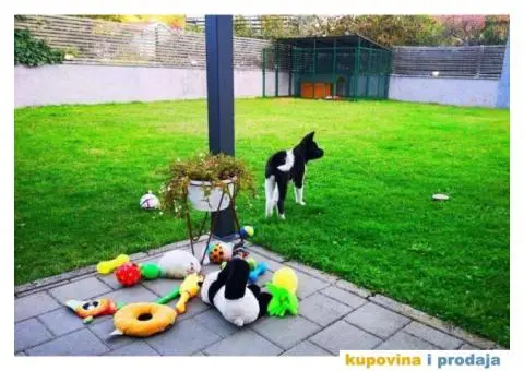 TOP TOP Američka Akita stenci - 5/7