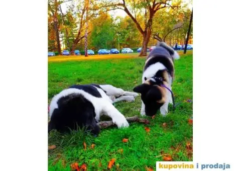 TOP TOP Američka Akita stenci - 6/7