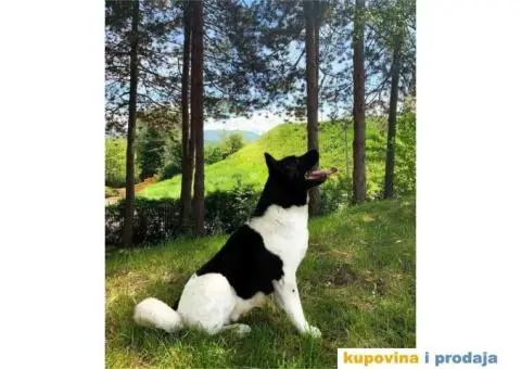 TOP TOP Američka Akita stenci - 7/7