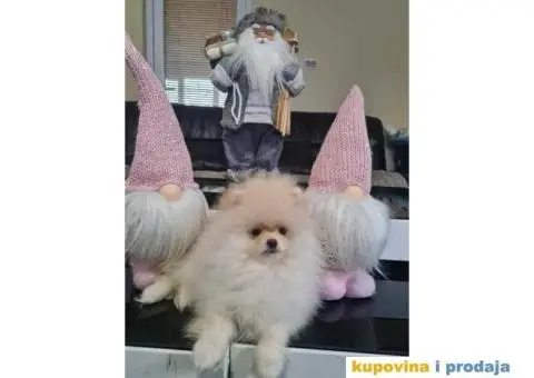 POMERANCI spremni za preuzimanje - 1/8