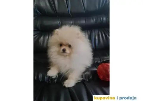 POMERANCI spremni za preuzimanje - 2/8