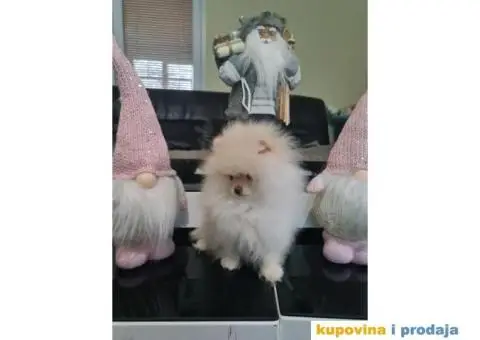 POMERANCI spremni za preuzimanje - 3/8