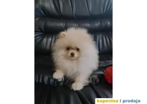 POMERANCI spremni za preuzimanje - 4/8