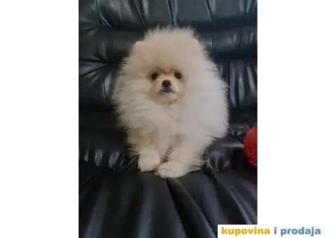 POMERANCI spremni za preuzimanje - 5/8