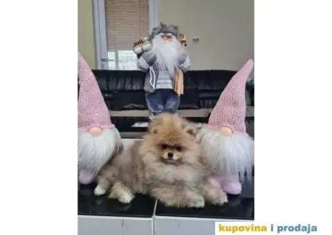 POMERANCI spremni za preuzimanje - 6/8